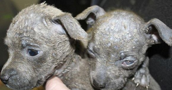 CUTREMURATOR! Doi catelusi AU ORBIT si au suferit arsuri grave dupa ce stapanul i-a stropit cu o substanta chimica periculoasa FOTO