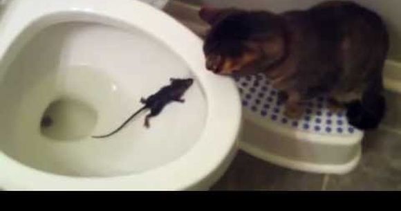 Hahaha! Ce face o pisica cand intalneste un soricel in toaleta? Raspunsul il gasesti AICI! VIDEO