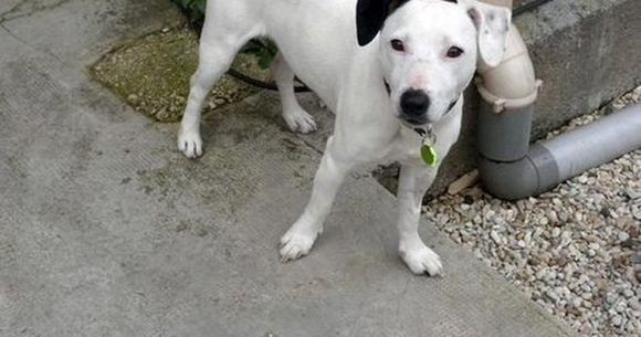 Cruzimea oamenilor fata de animale atinge scenarii de filme horror! Un stapan si-a otravit si ingropat cainele in ziua in care implinise 3 ani