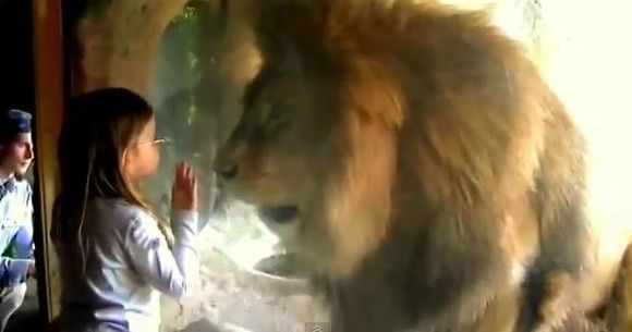 Un leu de la o gradina zoologica a incercat sa atace o fetita. Vezi reactia micutei! VIDEO