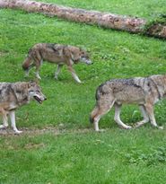 Sarbatoare mare la romani! Trebuie sa speli rufele DOAR cu apa clocotita!