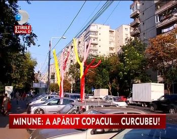Sa vezi si sa nu crezi? Specii de arbori exotici pe strazile Capitalei?