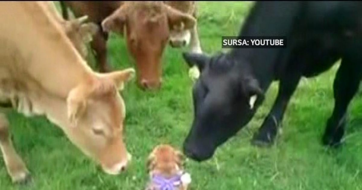 Un caine face cunostinta cu o cireada de vaci. Uite ce a iesit!VIDEO
