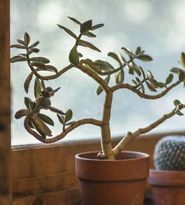 Sporul casei: Superstitii care aduc bani