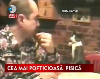 Acesta este cea mai pofticioasa pisica. Convinge-te! VIDEO