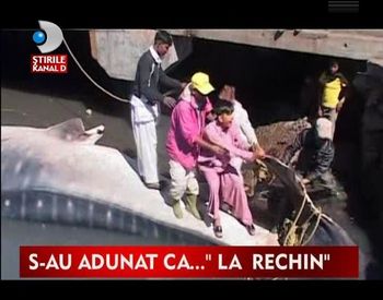 A fost pescuit cel mai mare peste de pe planeta VIDEO