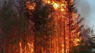Cinci morţi şi nouă răniţi în incendii de pădure în estul Ucrainei