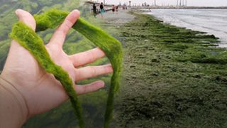 VIDEO| Invazie de alge pe litoral