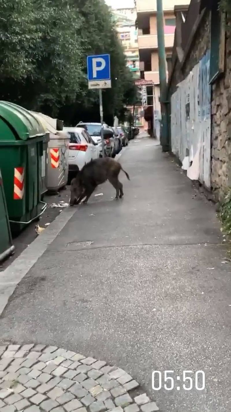 andra volos porc mistreț italia