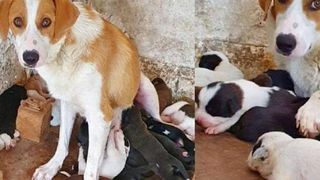 Animalul erou care alăptează 18 pui. Imagini inedite cu celebra cățelușă