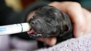 cățelușa hrănește 18 pui