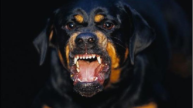 frate erou șase ani