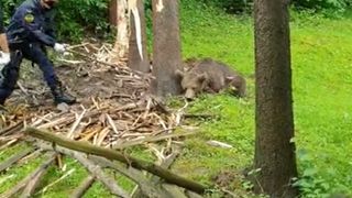 Operațiune dramatică la Brașov: Un urs a fost salvat după ce a rămas captiv în sârma unui gard - VIDEO