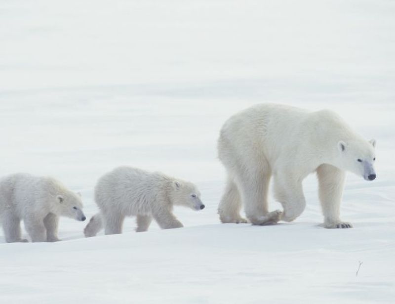 urșii polari dispar
