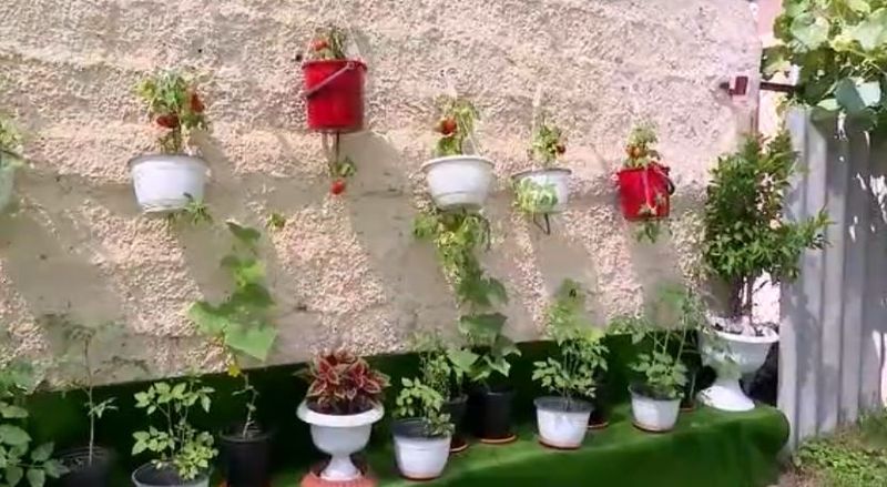 grădină pe verticală