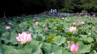 VIDEO - Spectacolul naturii la Băile Felix: Lacul cu nuferi este de o frumusețe rară &icirc;n această perioadă a anului