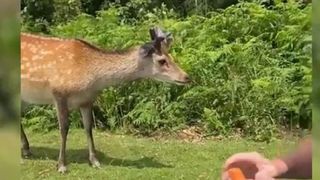 Imagini șocante cu un cerb împușcat după ce a fost hrănit cu morcovi