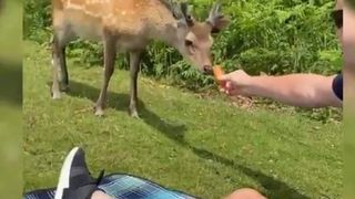 cerb &icirc;mpușcat &icirc;n parc