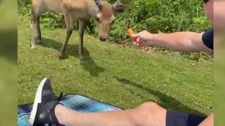 cerb &icirc;mpușcat &icirc;n parc