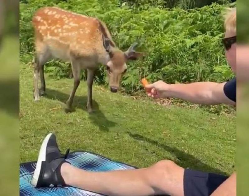 cerb împușcat în parc