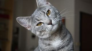 Alimentația potrivită pentru prevenirea diabetului la pisici