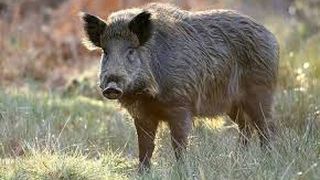 Focar de pestă porcină africană &icirc;n judeţul Timiş