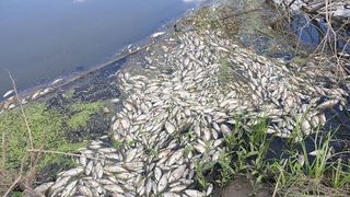  Descoperire șocantă în râurile Bahlui şi Jijia 