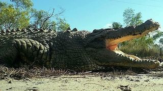 Celebrul "King Buka" a murit. Cum arăta cel mai iubit dintre crocodili, la 100 de ani