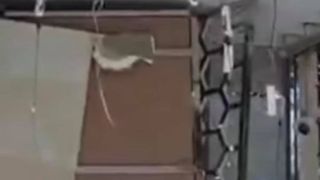 philip plein explozie beirut