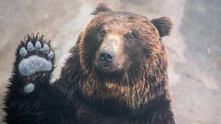 Animalul care i-a furat actele și banii unui turist din Rom&acirc;nia