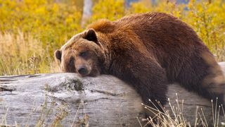 ursul a furat rucsacul