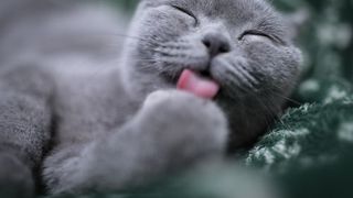 la spital din cauza pisicii