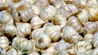 Contraindicaţii usturoi