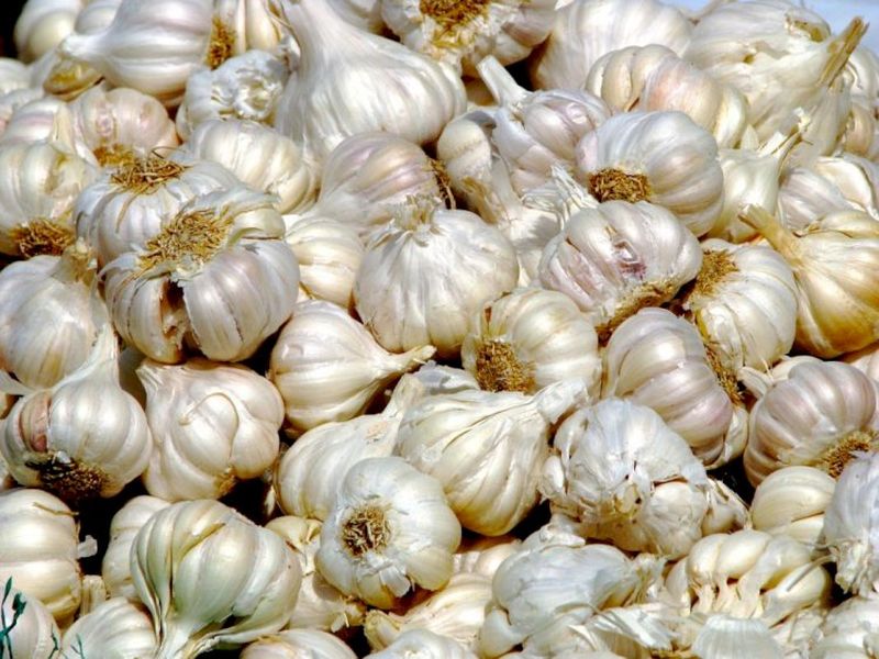 Contraindicaţii usturoi