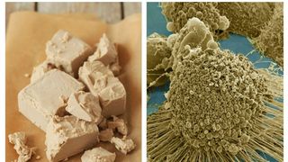 Beneficiile si contraindicatiile drojdiei