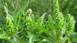 Amenzi usturătoare pentru cei care nu st&acirc;rpesc ambrozia de pe proprietatea lor