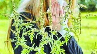 amenzi st&acirc;rpire ambrozie