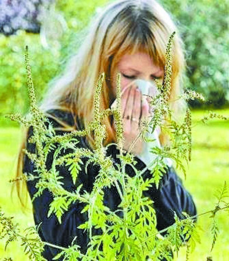 amenzi stârpire ambrozie