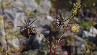 amenzi st&acirc;rpire ambrozie