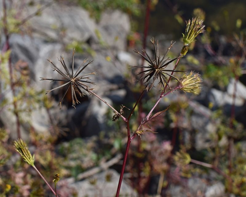 amenzi stârpire ambrozie