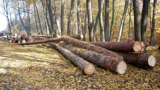 Lege împotriva Mafiei pădurilor. Au fost adoptate modificările anti-hoție la Codul Silvic