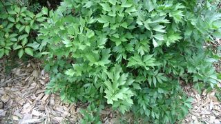 Contraindicatii leustean