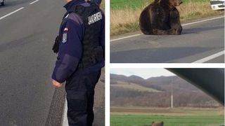 VIDEO - Caz revoltător:  18 ore de agonie pentru un urs şi niciun vinovat!