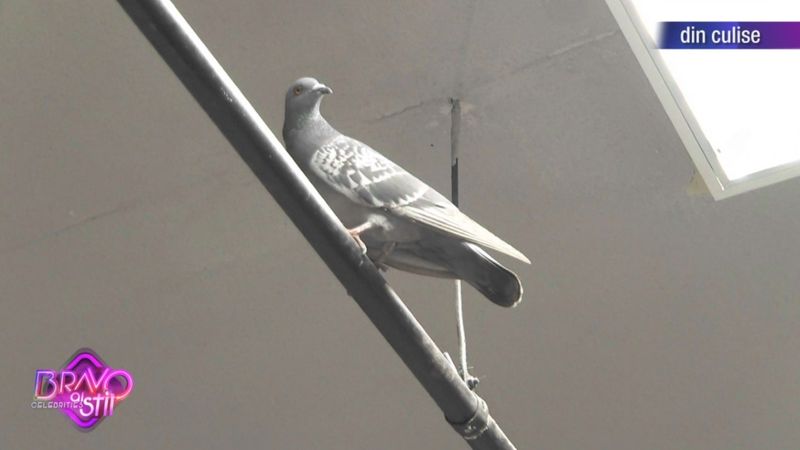 „Bravo, ai stil! Celebrities”, aâmbătă, de la ora 22:00, la Kanal D!