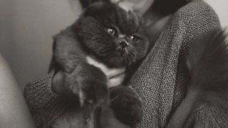 animal de companie Deea Codrea