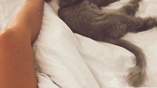 animal de companie Deea Codrea