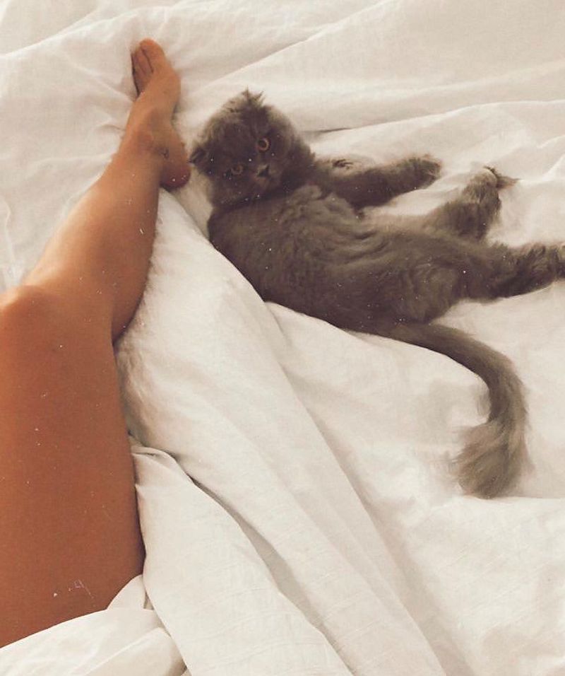 animal de companie Deea Codrea