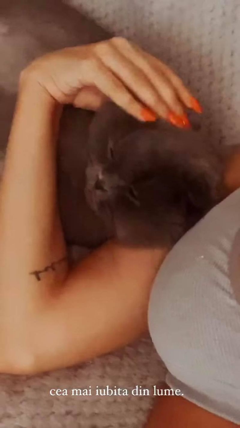 animal de companie Deea Codrea