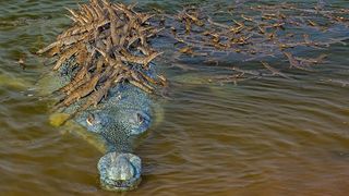 Câți crocodili poți vedea în această imagine?