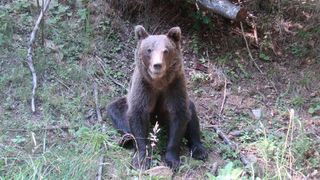  Intervenţie a jandarmilor montani în sprijinul unor turişti care s-au întâlnit cu un urs, în Bucegi